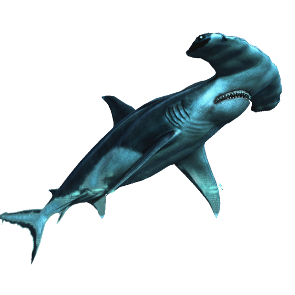 File:AC4DB - Hammerhead Shark.png