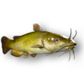 European bullhead (Cottus gobio)