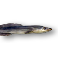 European eel (Anguilla anguilla)