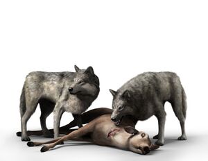 Soloplayer - Wolves.jpg