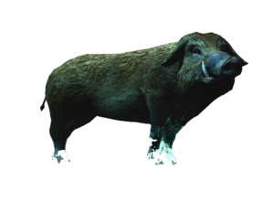 AC4DB - Pig.png