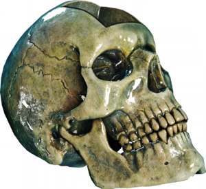 ACBFR DB Crystal Skull.png