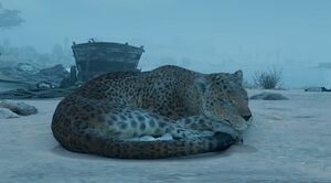 ACMir Leopard.jpg