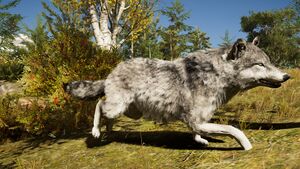 ACOd-AlphaWolf.jpg