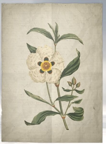 File:ACS DB Gum Cistus.jpg
