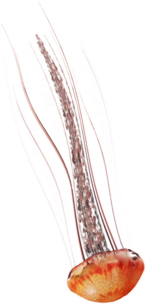 File:ACBFR DB Jellyfish.png