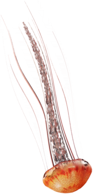ACBFR DB Jellyfish.png