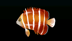 PeppermintAngelfishACP.png