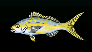 YellowtailSnapperACP.png