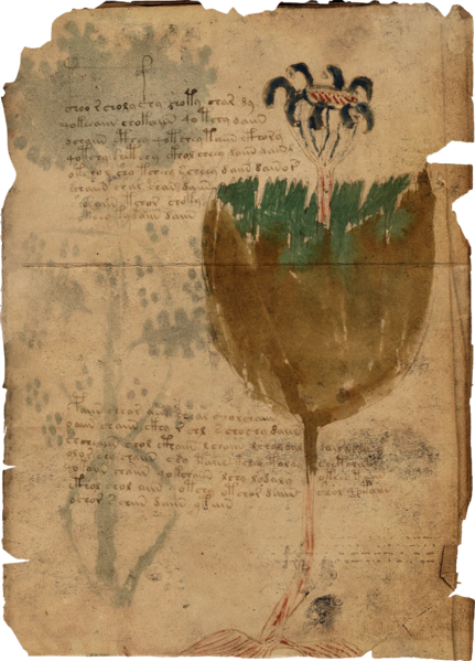 File:ACBFR DB Voynich Manuscript - Folio 35r.webp