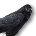 Thumbnail for version as of 16:07, 17 October 2026