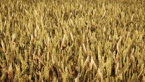 ACOd-wheatfield.jpg