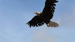 ACRG Bald Eagle.png