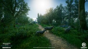 ACV Arlonis Forest 2.jpg