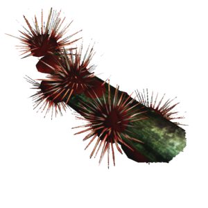 AC4DB - Sea Urchin.png