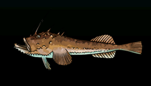 AnglerACP.png