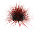 Thumbnail for version as of 23:22, 1 August 2026