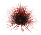 Animus EGO Database image