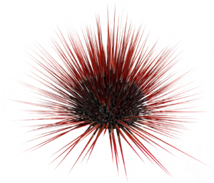 ACBFR DB Sea Urchin.webp