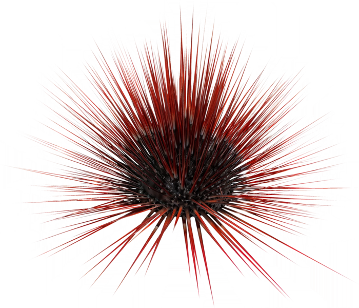File:ACBFR DB Sea Urchin.webp