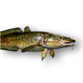 Burbot (Lota lota)