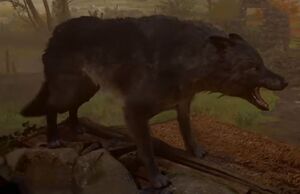 ACV Niht Wulf.jpg
