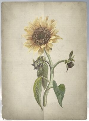 ACS DB Sunflower.jpg