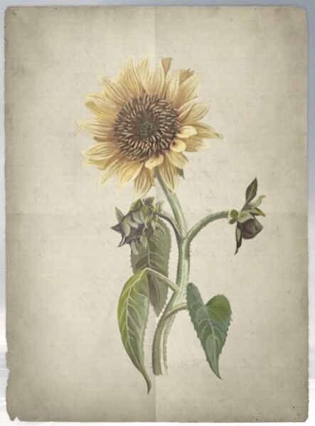 File:ACS DB Sunflower.jpg