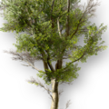 Thumbnail for version as of 00:28, 25 June 2026