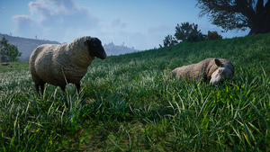 ACV Sheep.png