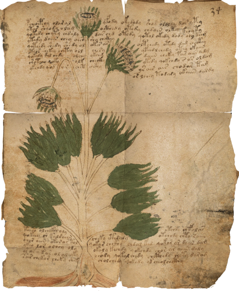 File:ACBFR DB Voynich Manuscript - Folio 34r.webp