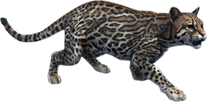 ACBFR DB Ocelot.png