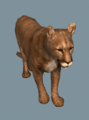 Cougar