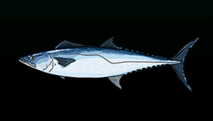 KingfishACP.png