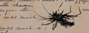 Spider illustration