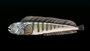 AtlanticWolfishACP.png