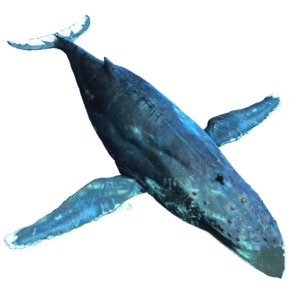 AC4DB - Humpback Whale.png