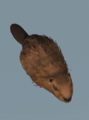 Beaver