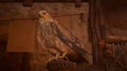 Enkidu, Basim Ibn Ishaq's eagle companion
