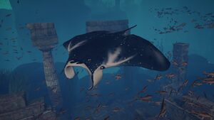 ACOD manta ray.jpg