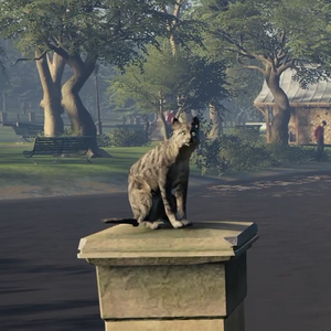 ACS Cat.png