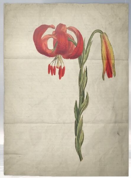 File:ACS DB Lilly.jpg