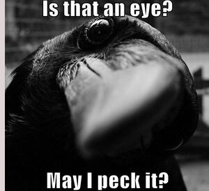 Raven.jpg