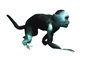 AC4DB - Capuchin Monkey.png
