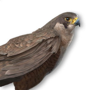 ACMir Peregrine Falcon.png