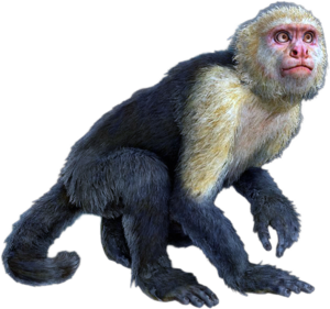 ACBFR DB Capuchin Monkey.png