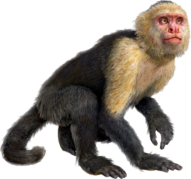 File:ACBFR DB Capuchin Monkey.png
