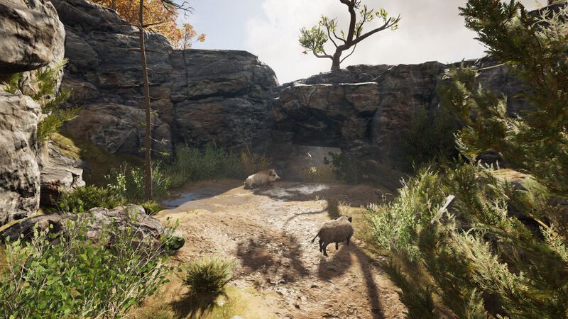 File:ACOd-Malis-WildBoar.jpg