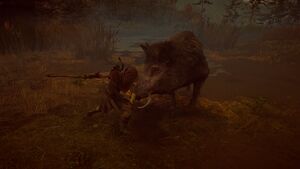 ACOd-KalydonianBoar-Kass.jpg
