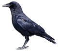 Thumbnail for version as of 00:09, 23 January 2026